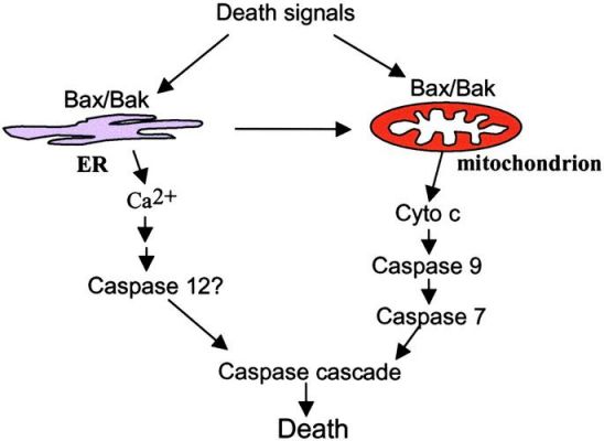 bak-4和bk-7哪个好（bak4和bak7哪个好）-图1