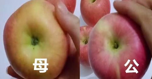 公苹果母苹果怎么分（公苹果和母苹果的区别图片）