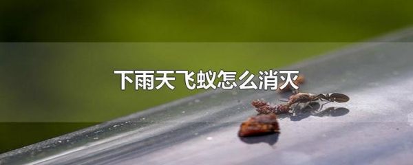 小蚁室外版怎么用（室外飞蚁怎么消灭）