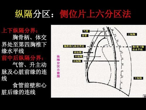 右心格角是哪个（右心隔角是什么地方）-图2