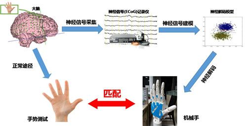 意念设备（用意念控制机器臂是什么原理）-图2