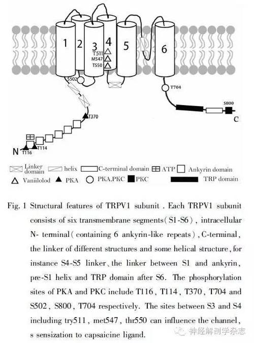 TP通道是怎么工作的（trpv1通道）