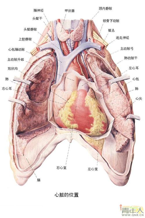 在哪个位置（心脏在哪个位置）