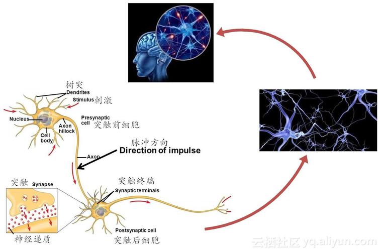 神经网络是指生物大脑的哪个部分（神经网络的本质是什么）-图1