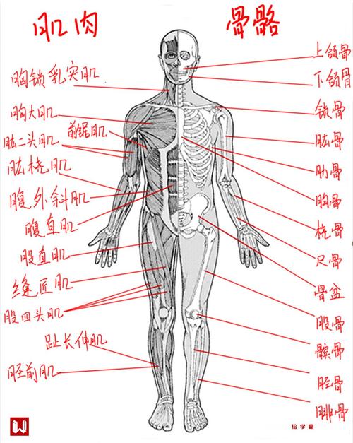 ps肌是哪个地方（ps的肌肉）-图2