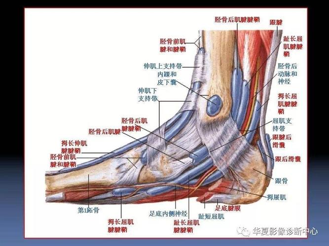 脚键在哪个位置（脚腱在哪个位置图片）-图2