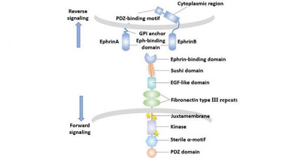 epcgen2标准中文版（ephb2）