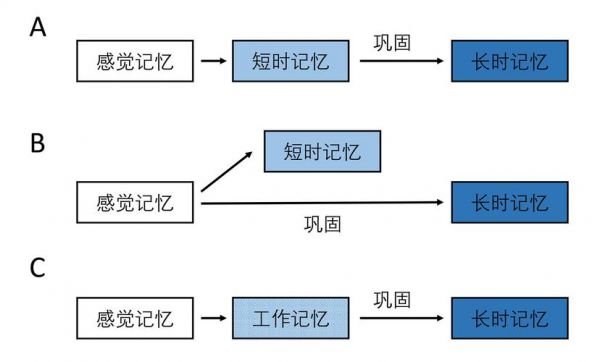 标准记忆模型（记忆模型的种类）-图2